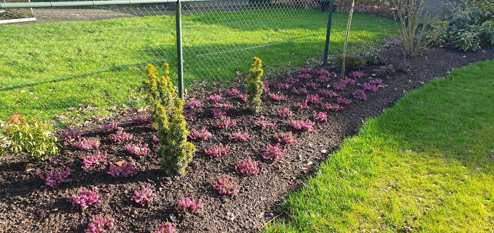 Winterheide | Erica carnea. 'Winterfreude' P10,5