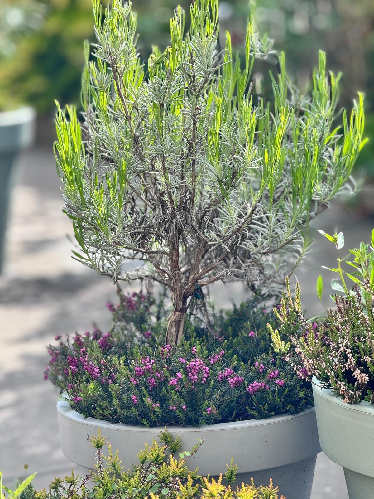 Winterheide | Erica carnea. 'Winterfreude' P10,5