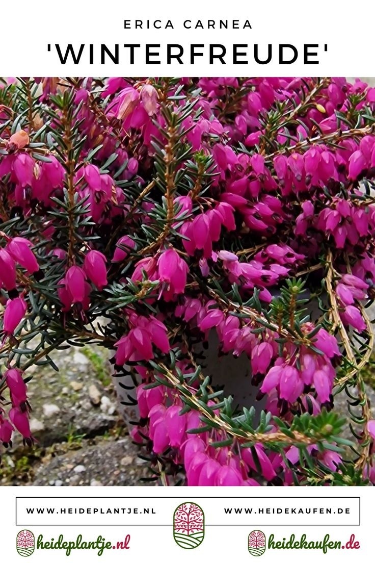Winterheide | Erica carnea. 'Winterfreude' P10,5