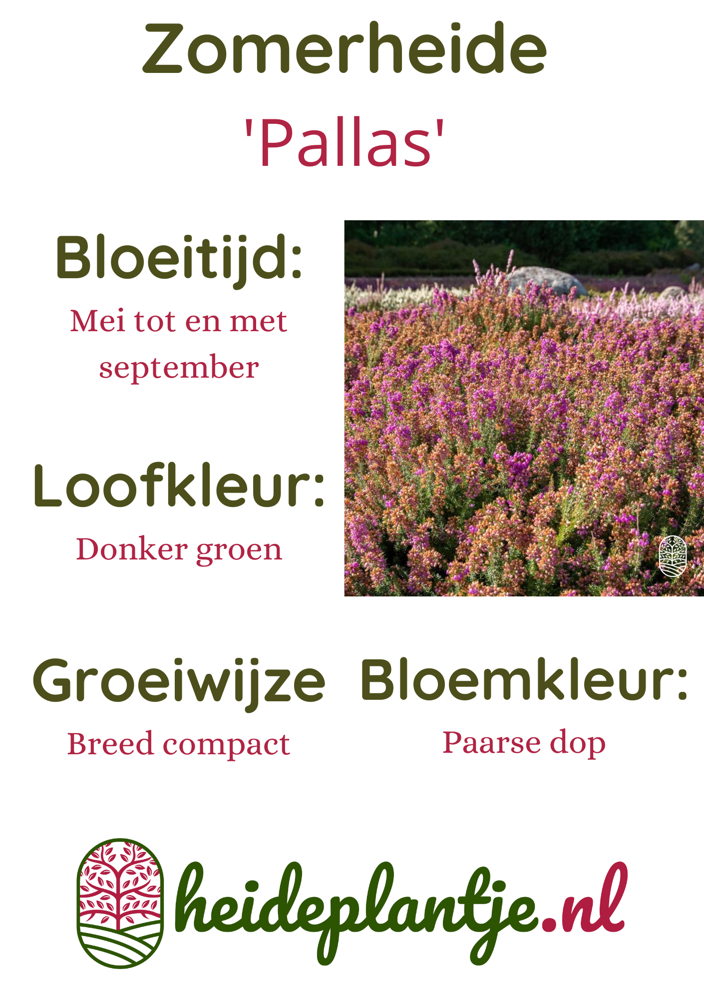 Zomerheide | Erica cinerea. 'Pallas' P10,5
