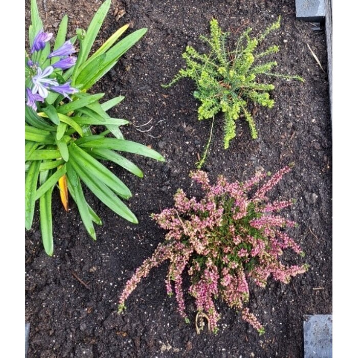 Winterheide | Erica darleyensis. 'Ghost Hills' P10,5