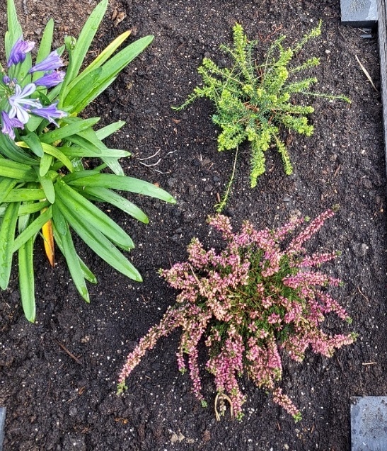 Winterheide | Erica darleyensis. 'Ghost Hills' P10,5