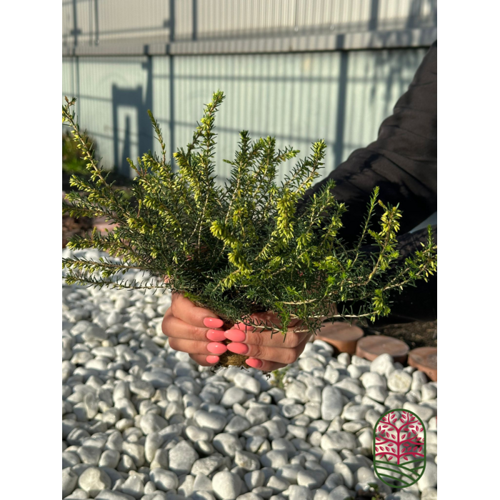 Winterheide | Erica darleyensis. 'Ghost Hills' P10,5