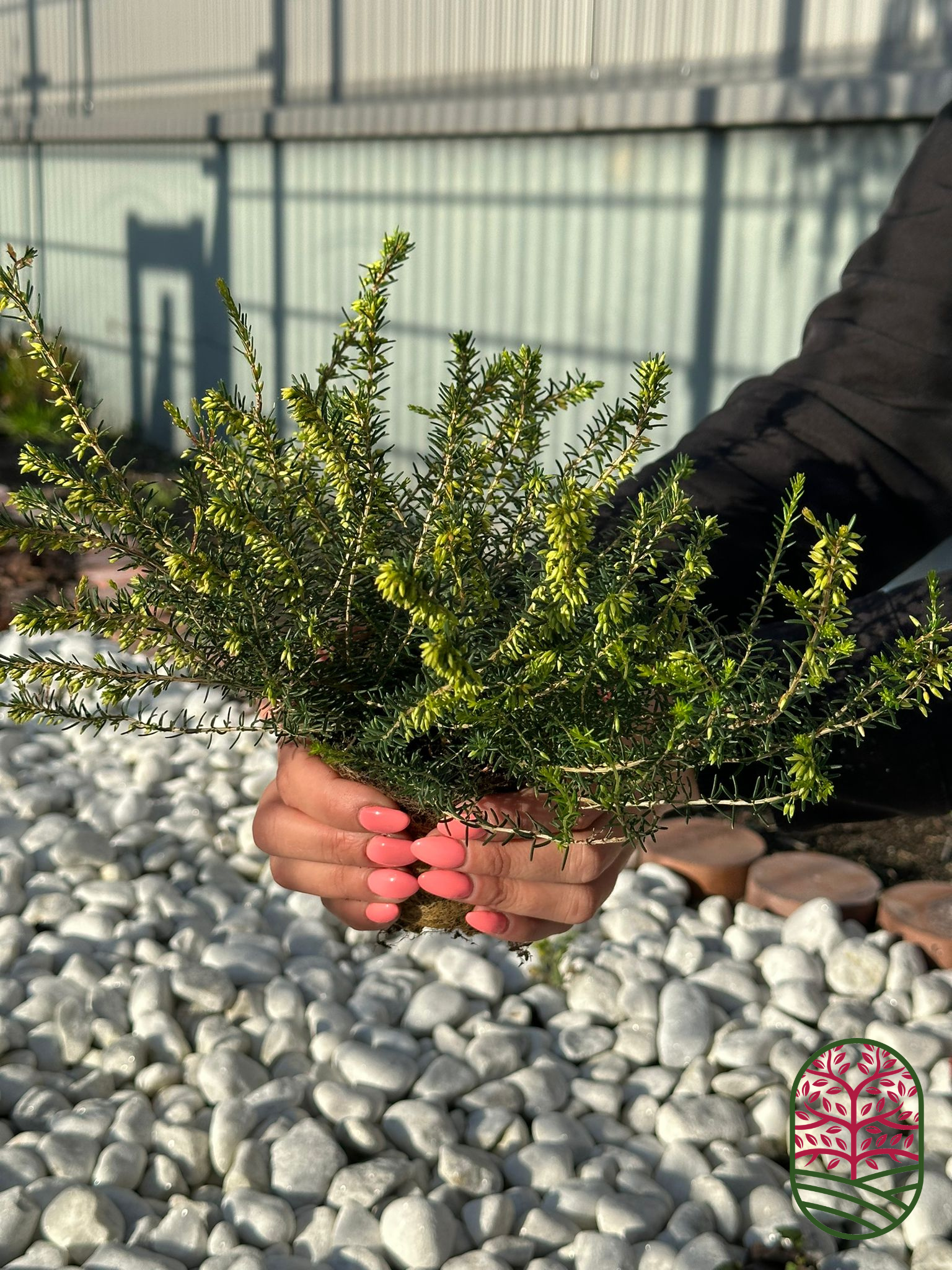 Winterheide | Erica darleyensis. 'Ghost Hills' P10,5