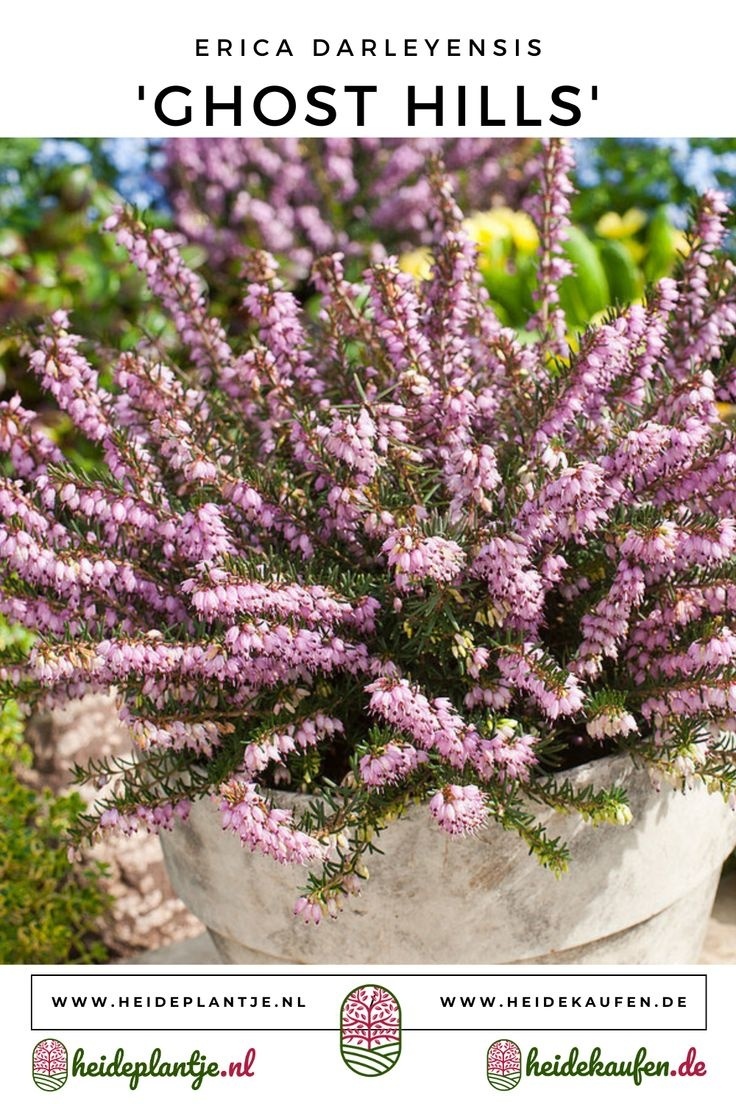 Winterheide | Erica darleyensis. 'Ghost Hills' P10,5