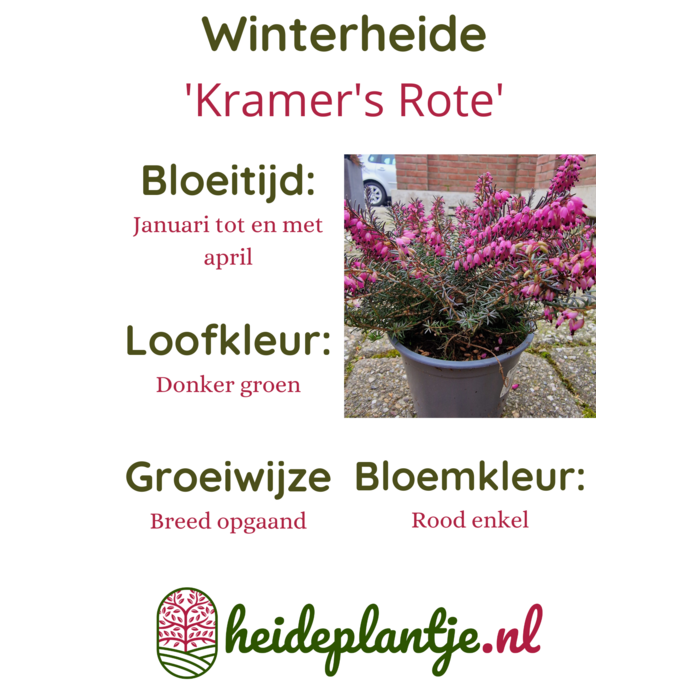 Winterheide | Erica darleyensis 'Kramer's Rote' P10,5