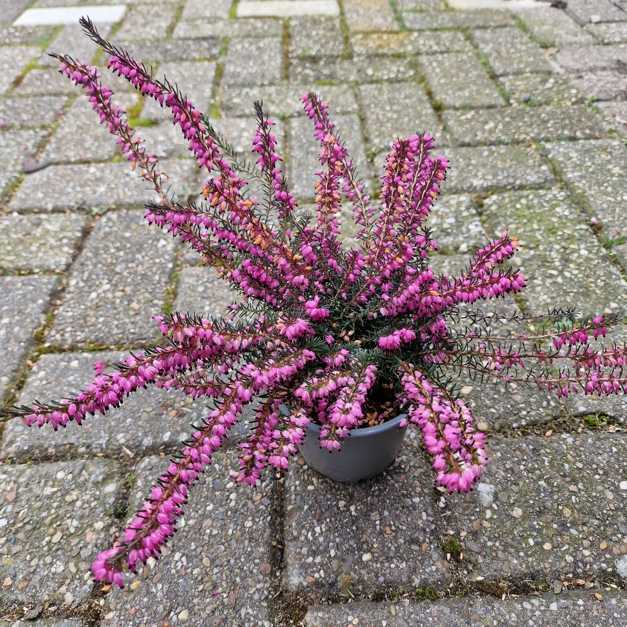 Winterheide | Erica darleyensis 'Kramer's Rote' P10,5