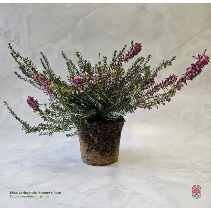 Winterheide | Erica darleyensis 'Kramer's Rote' P10,5