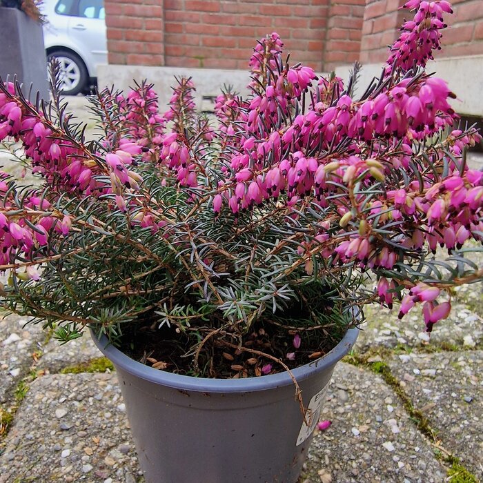Winterheide | Erica darleyensis 'Kramer's Rote' P10,5