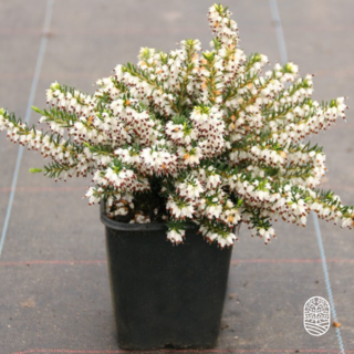 Winterheide | Erica darleyensis 'White Perfection' P10,5