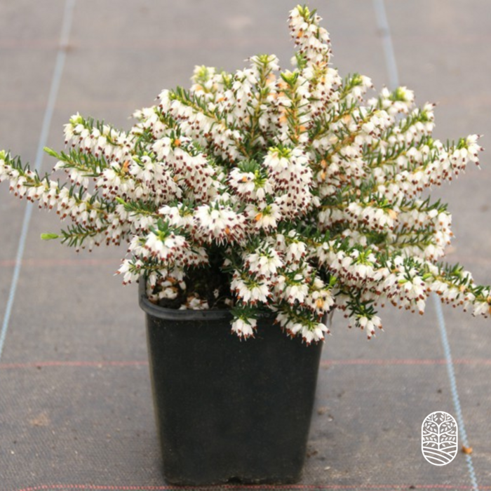 Winterheide | Erica darleyensis 'White Perfection' P10,5