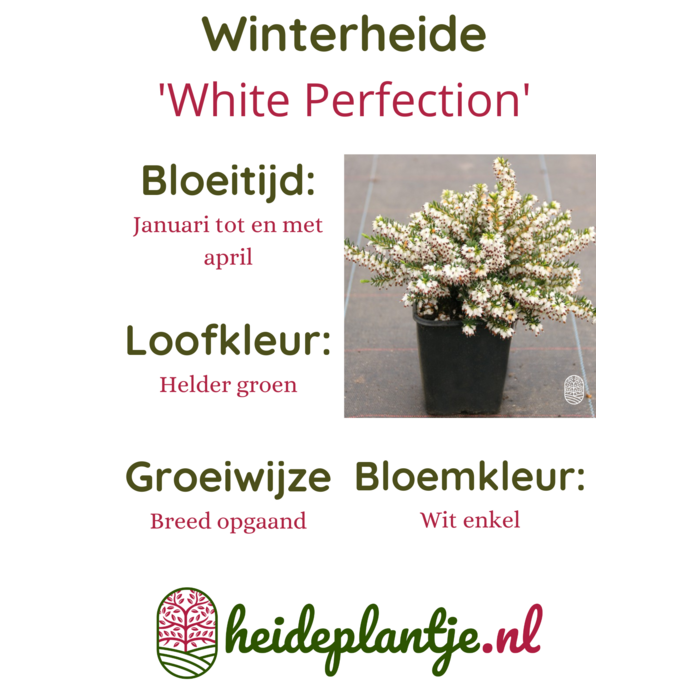 Winterheide | Erica darleyensis 'White Perfection' P10,5