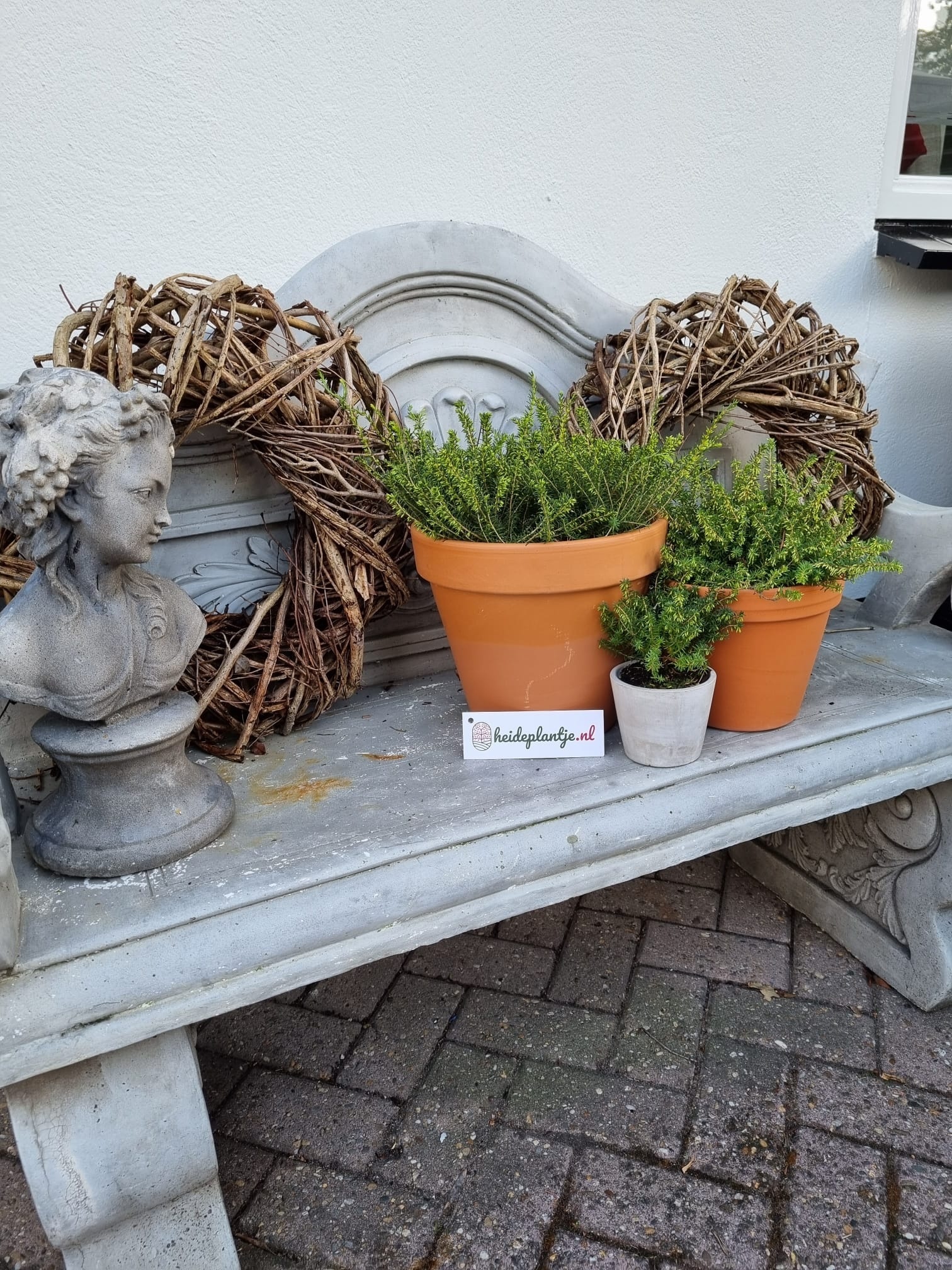 Winterheide | Erica darleyensis 'White Perfection' P10,5