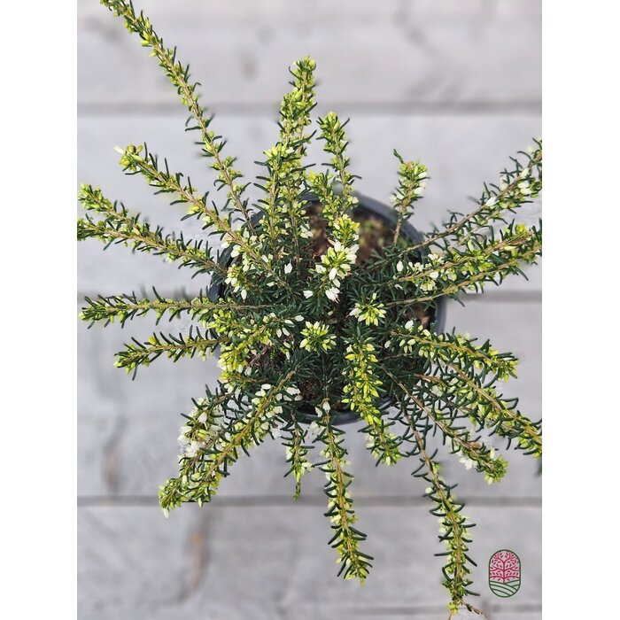 Winterheide | Erica darleyensis 'White Perfection' P10,5