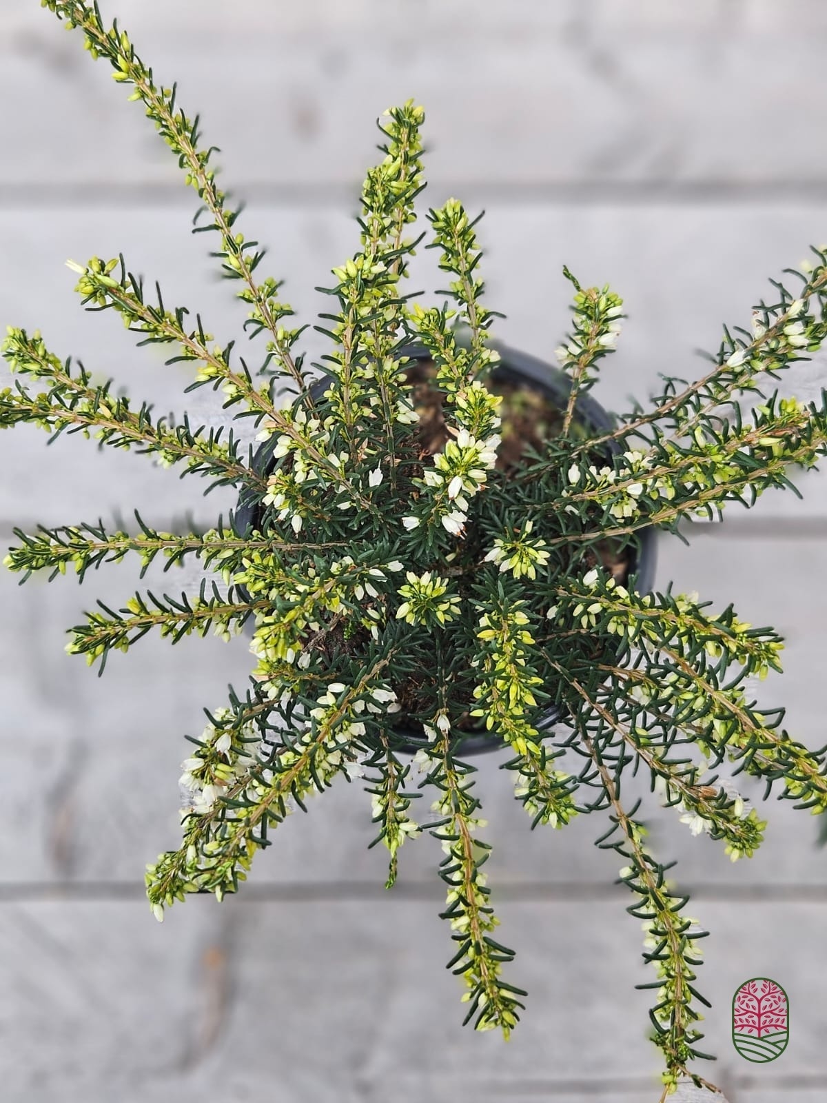 Winterheide | Erica darleyensis 'White Perfection' P10,5