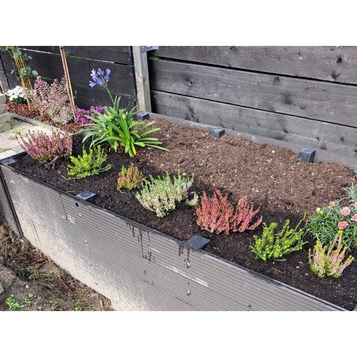 Winterheide | Erica darleyensis 'White Perfection' P10,5