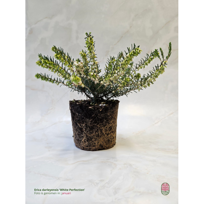 Winterheide | Erica darleyensis 'White Perfection' P10,5