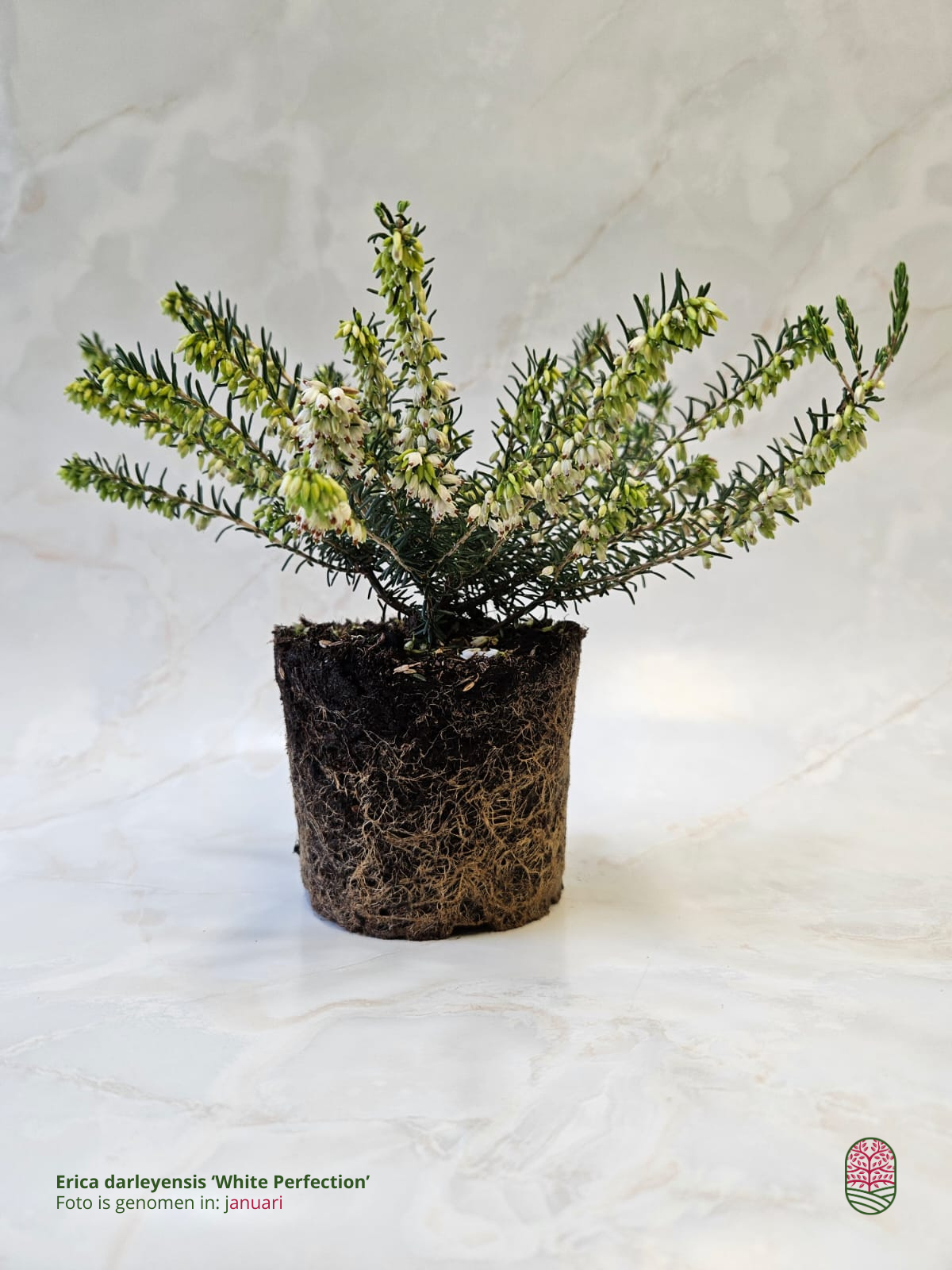 Winterheide | Erica darleyensis 'White Perfection' P10,5