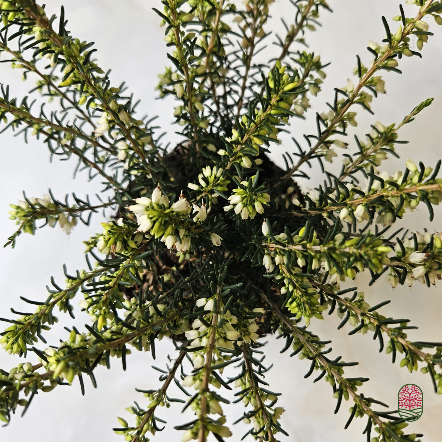 Winterheide | Erica darleyensis 'White Perfection' P10,5