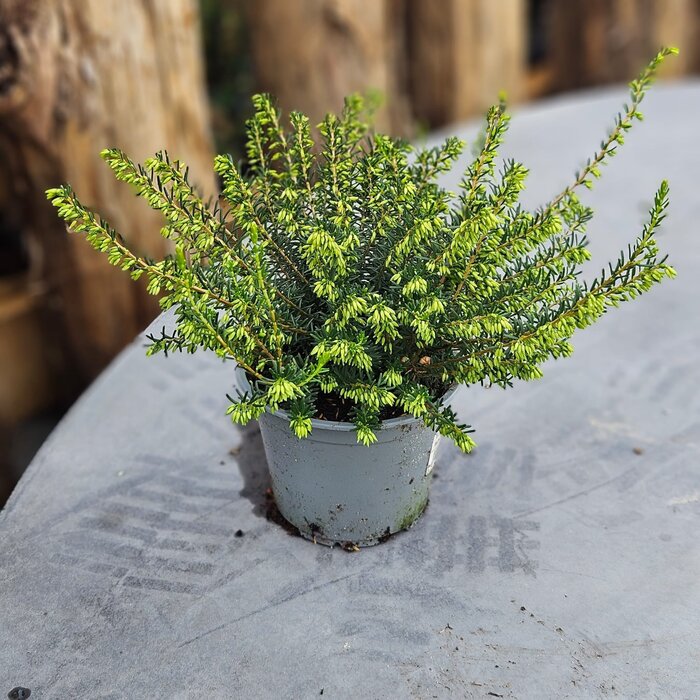 Winterheide | Erica darleyensis 'White Perfection' P10,5