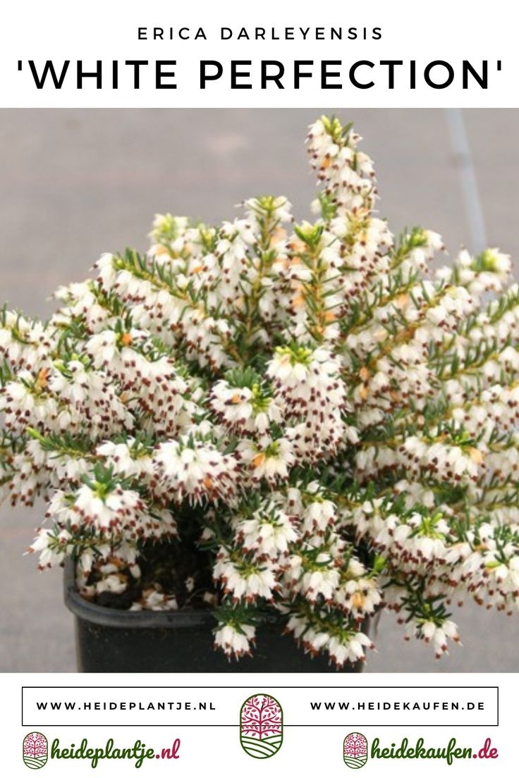 Winterheide | Erica darleyensis 'White Perfection' P10,5