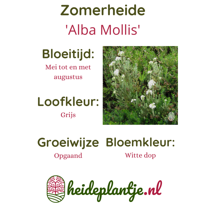 Zomerheide | Erica tetralix 'Alba Mollis' P10,5