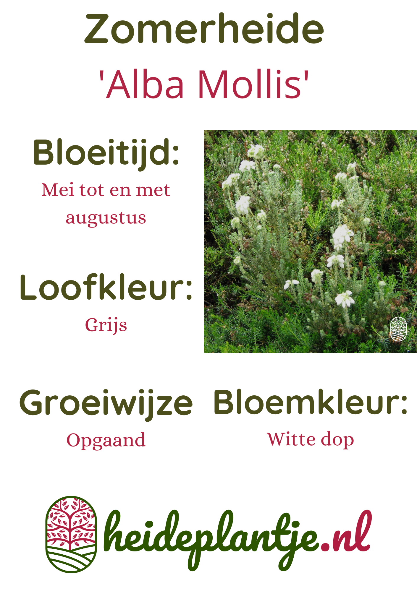 Zomerheide | Erica tetralix 'Alba Mollis' P10,5