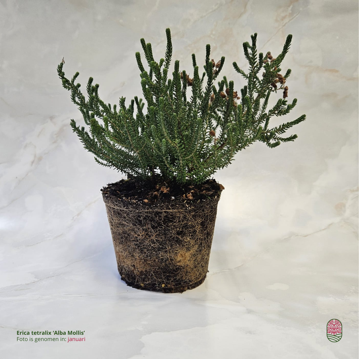 Zomerheide | Erica tetralix 'Alba Mollis' P10,5