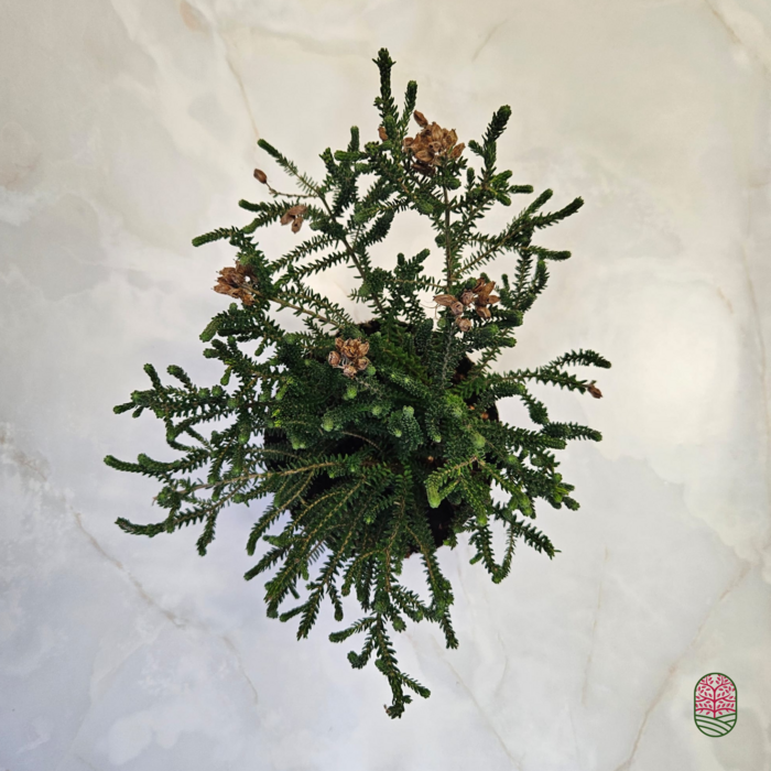 Zomerheide | Erica tetralix 'Alba Mollis' P10,5