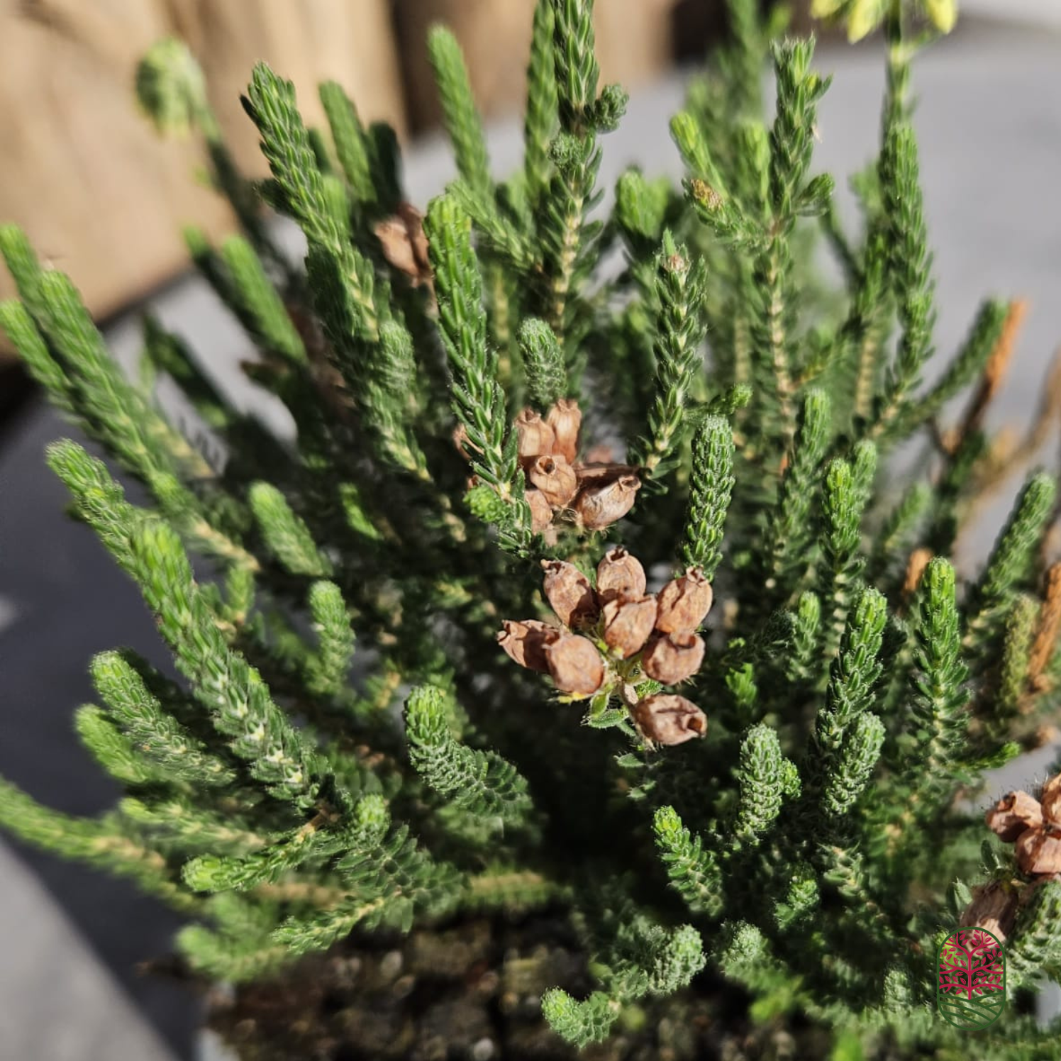 Zomerheide | Erica tetralix 'Alba Mollis' P10,5