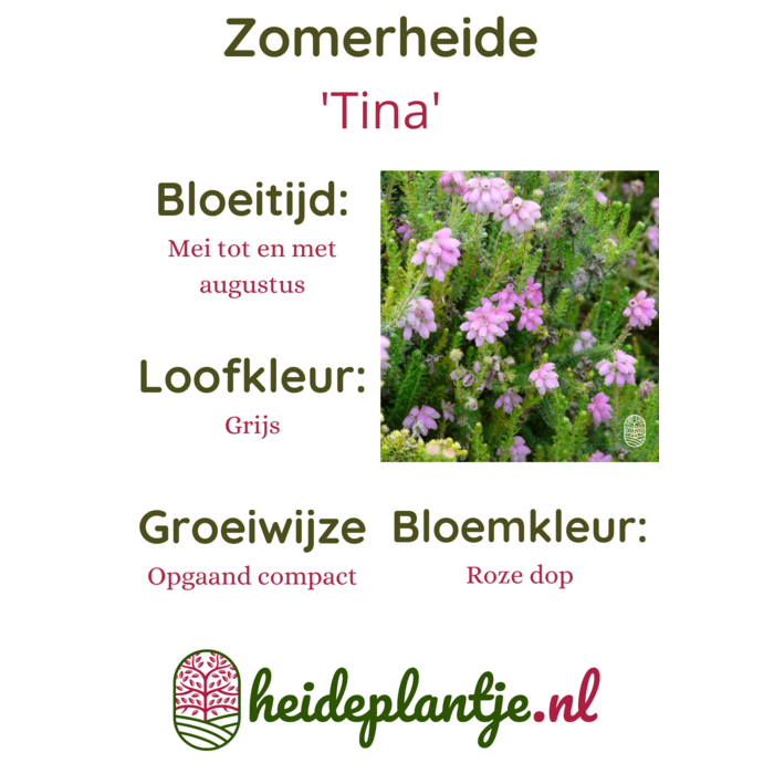 Zomerheide | Erica tetralix 'Tina' P10,5
