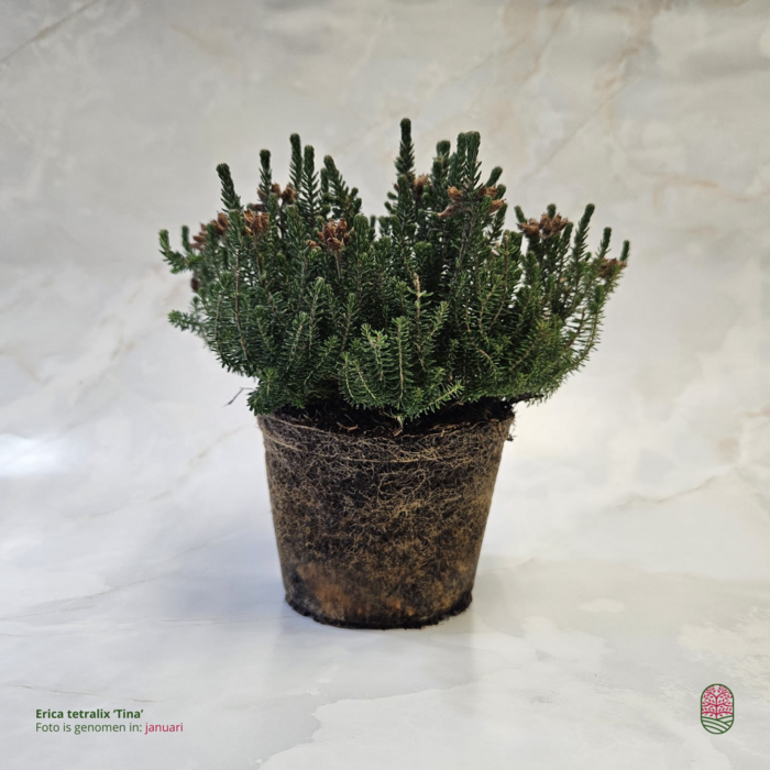 Zomerheide | Erica tetralix 'Tina' P10,5