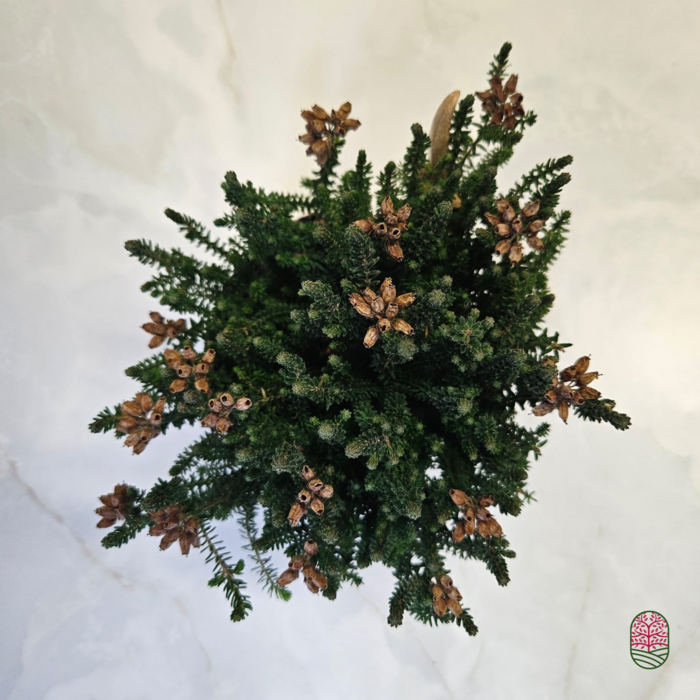 Zomerheide | Erica tetralix 'Tina' P10,5