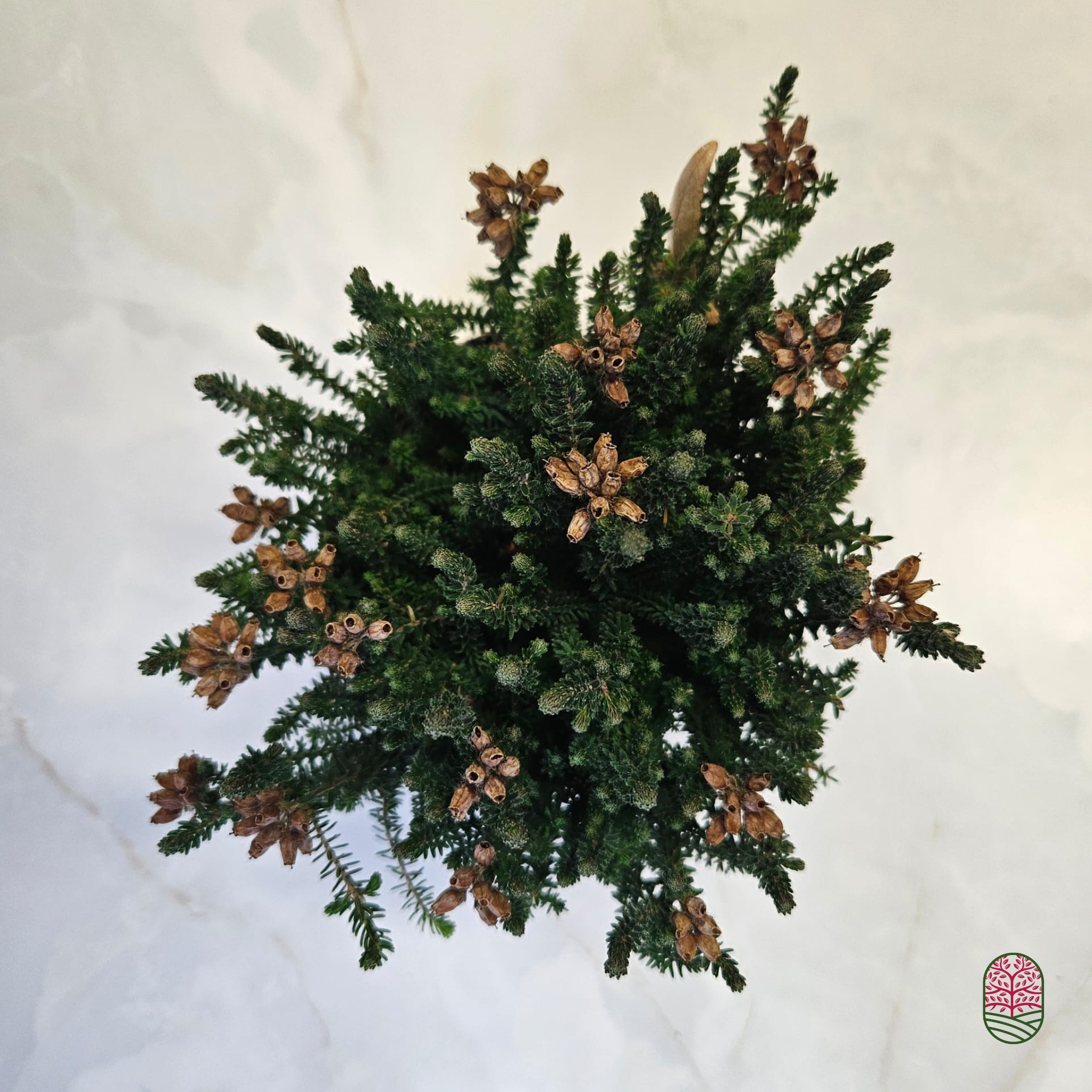 Zomerheide | Erica tetralix 'Tina' P10,5