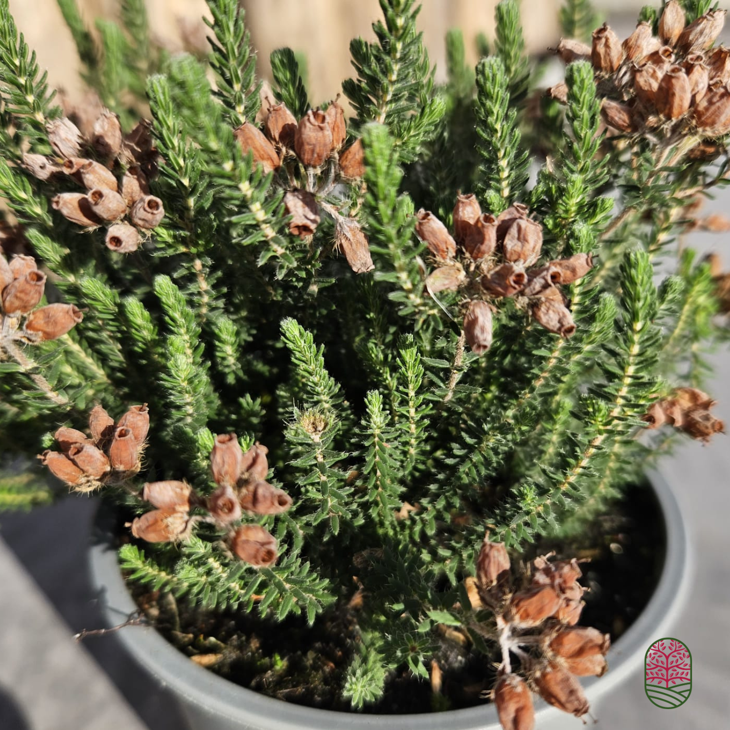 Zomerheide | Erica tetralix 'Tina' P10,5