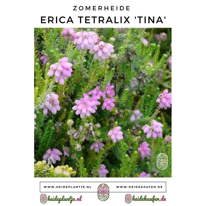 Zomerheide | Erica tetralix 'Tina' P10,5