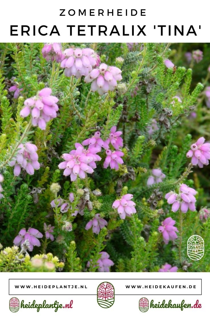 Zomerheide | Erica tetralix 'Tina' P10,5