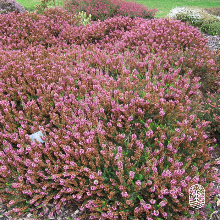 Zomerheide | Erica vagans 'Mrs D.F.Maxwell' P10,5