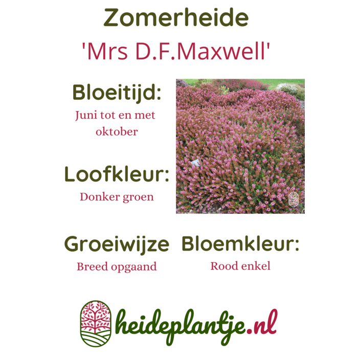 Zomerheide | Erica vagans 'Mrs D.F.Maxwell' P10,5