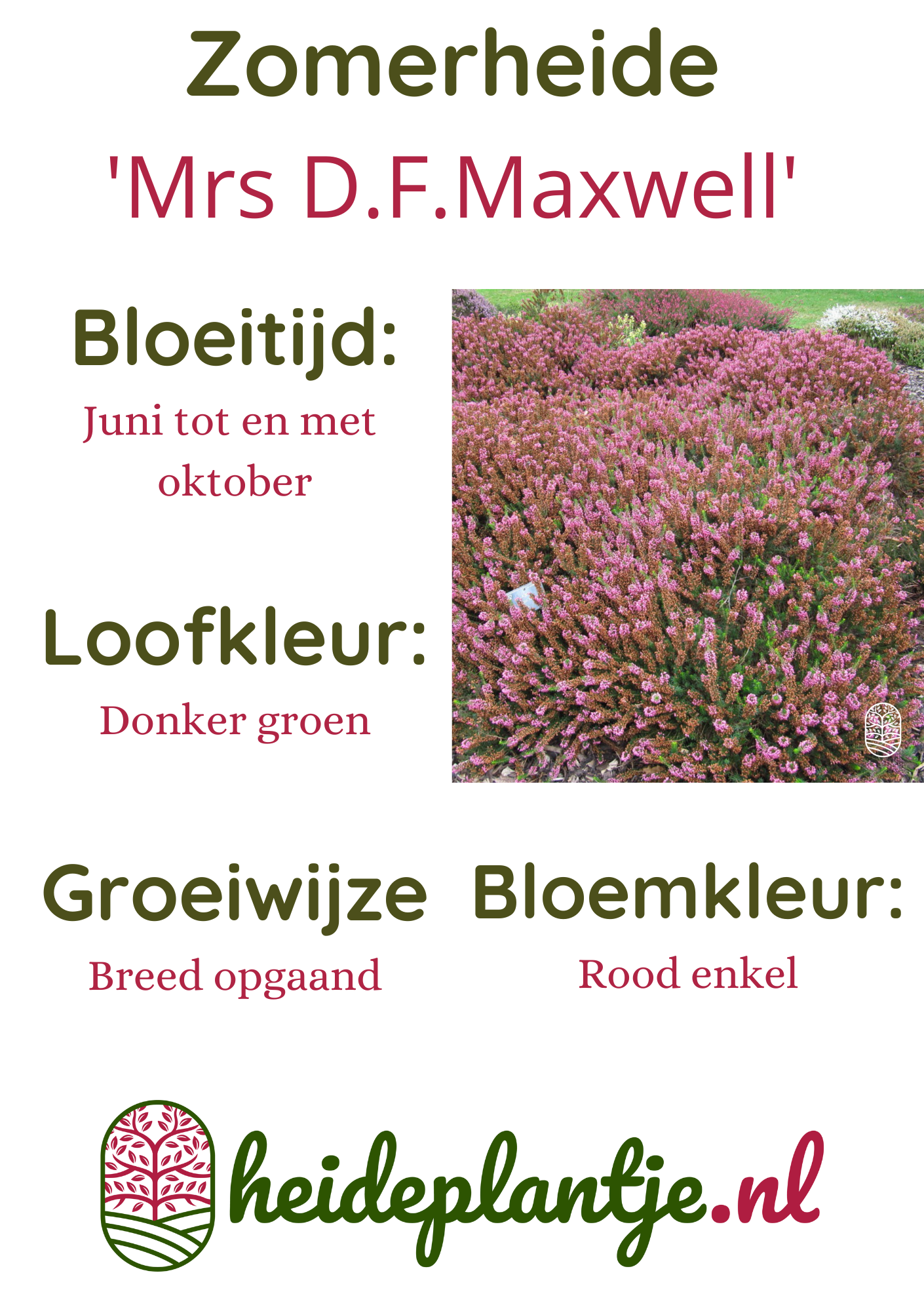 Zomerheide | Erica vagans 'Mrs D.F.Maxwell' P10,5