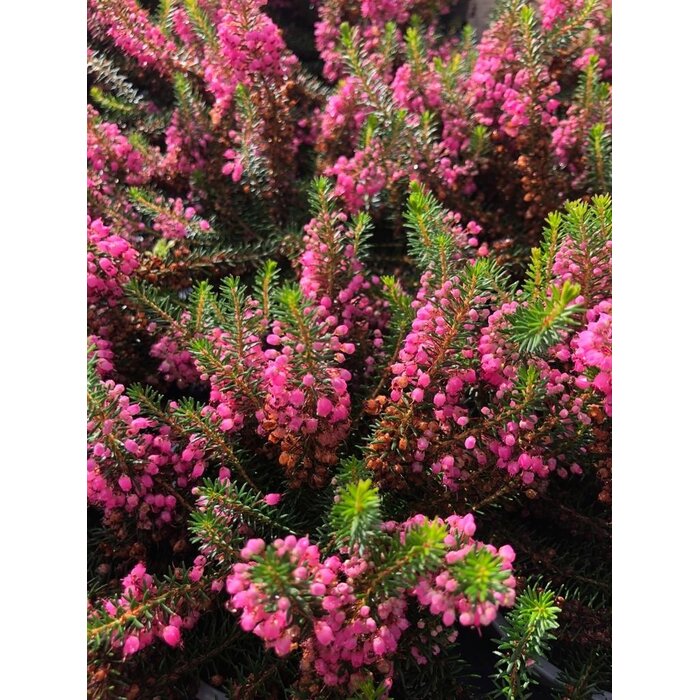 Zomerheide | Erica vagans 'Mrs D.F.Maxwell' P10,5