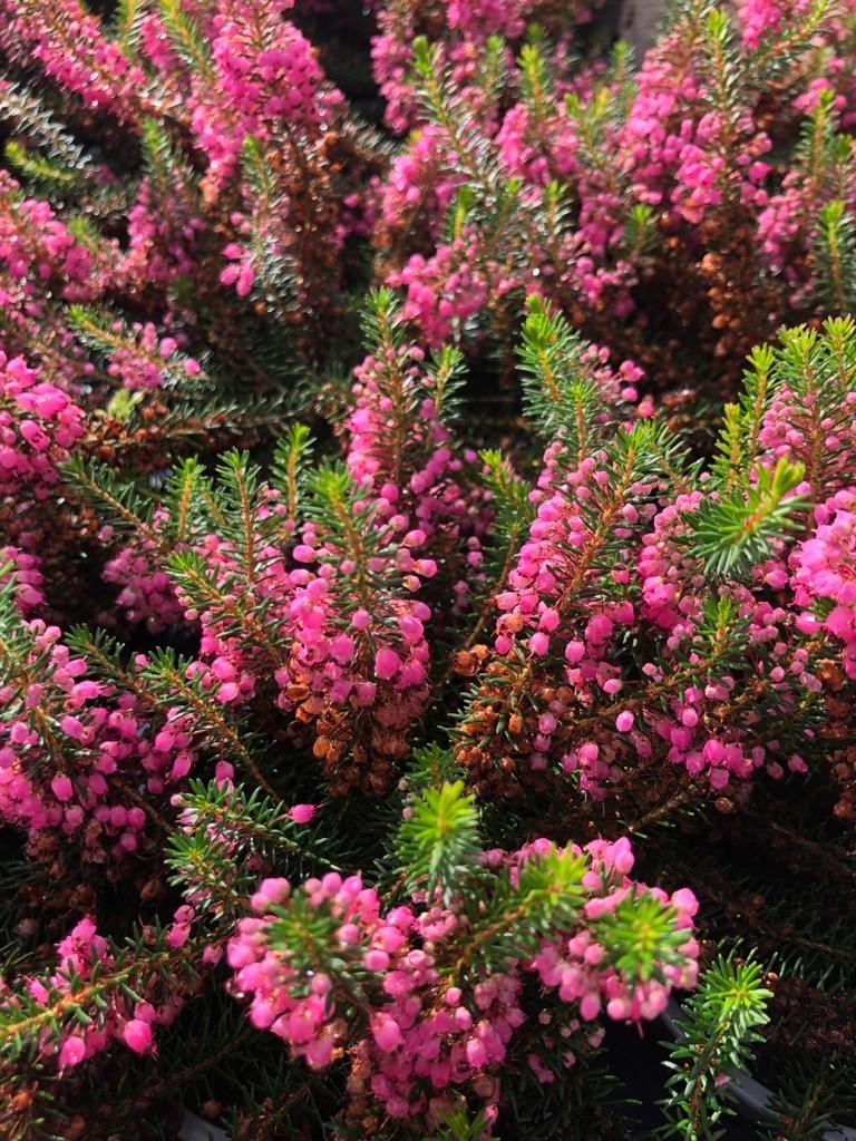 Zomerheide | Erica vagans 'Mrs D.F.Maxwell' P10,5