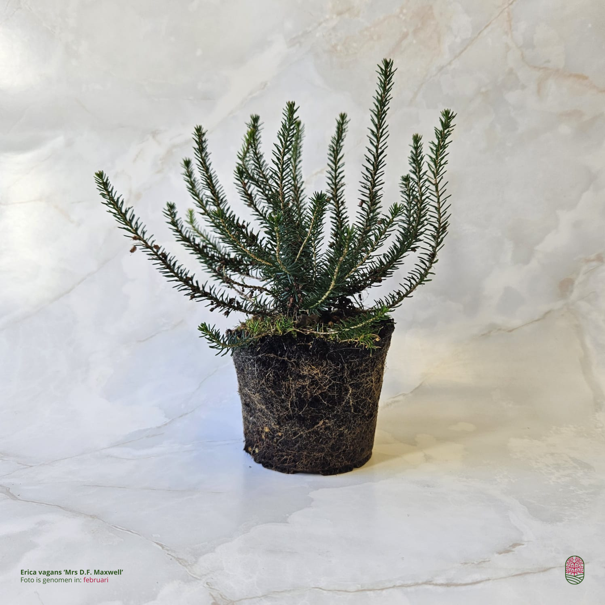 Zomerheide | Erica vagans 'Mrs D.F.Maxwell' P10,5