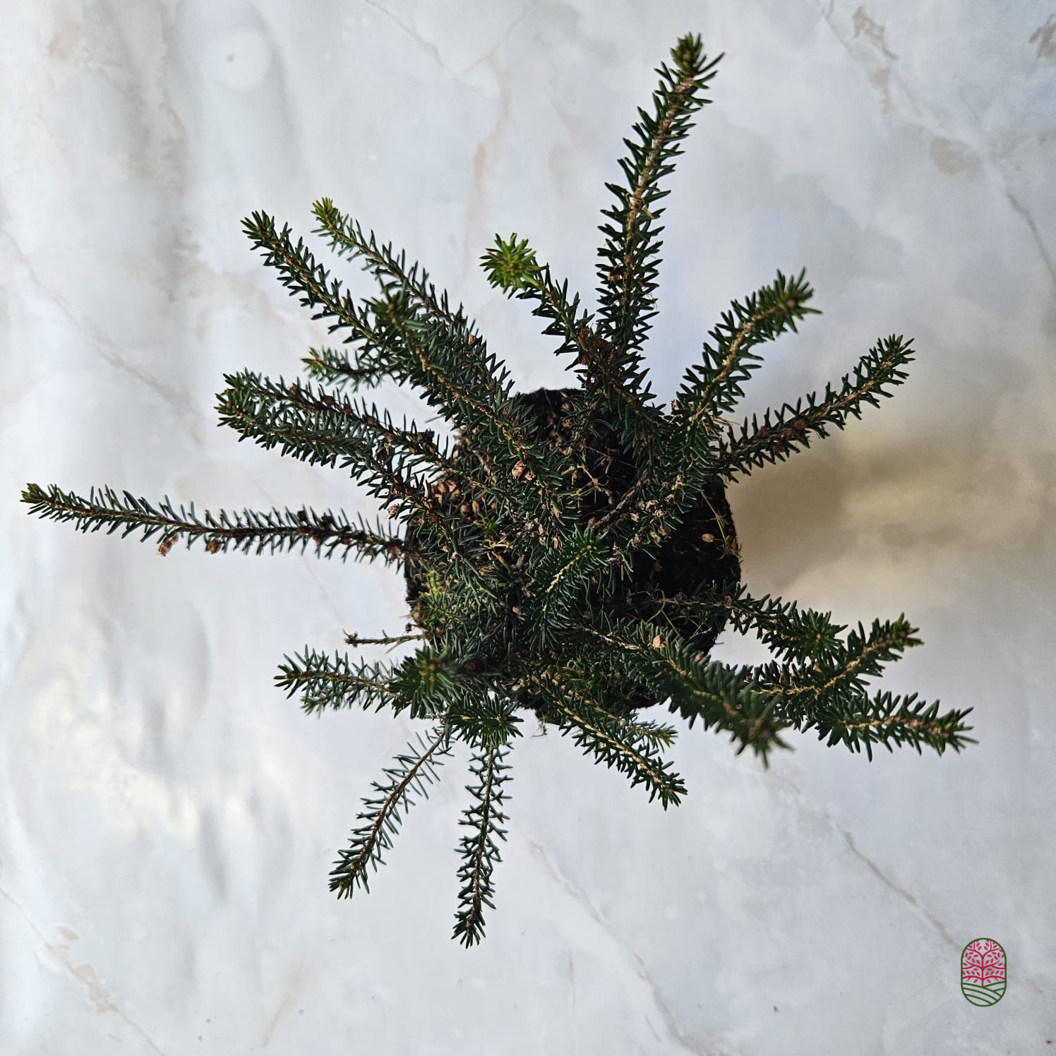 Zomerheide | Erica vagans 'Mrs D.F.Maxwell' P10,5