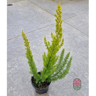 Boomheide | Erica arborea 'Albert's Gold'  P11