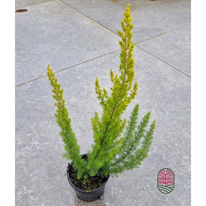 Boomheide | Erica arborea 'Albert's Gold' P11