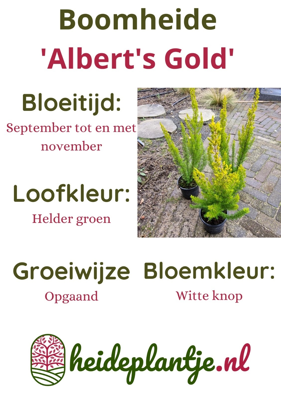 Boomheide | Erica arborea 'Albert's Gold' P11