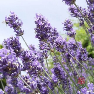 Lavendel | Lavandula angustifolia. 'Hidcote' P9