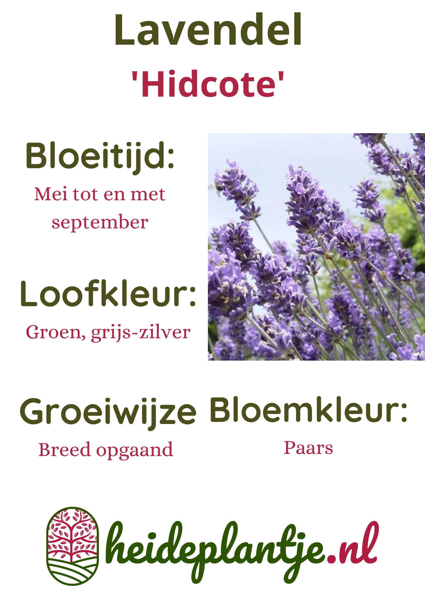 Lavendel | Lavandula angustifolia. 'Hidcote' P9