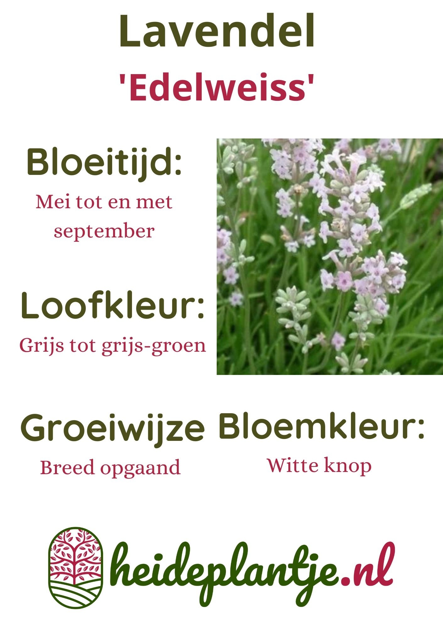 Lavendel | Lavandula angustifolia 'Edelweiss' P9